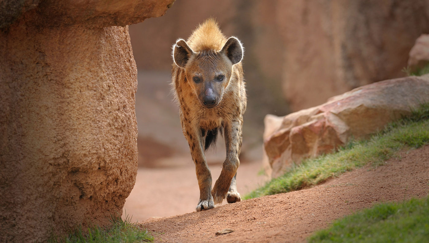 ما هو تفسير حلم ضبع في المنام لابن سيرين