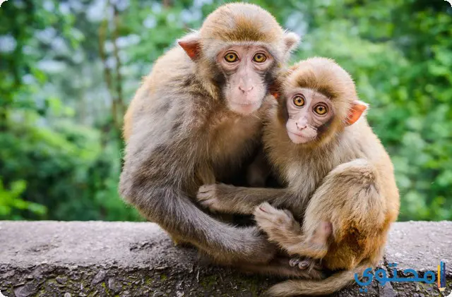 القرد في المنام