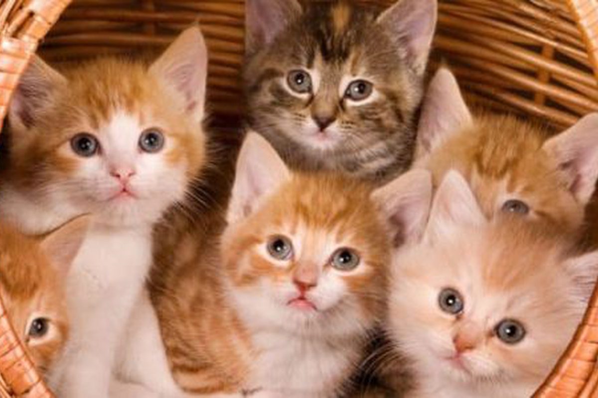 القطة الصغيرة في المنام