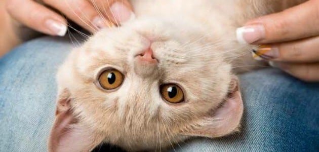 اعرف أكثر عن تفسير رؤية اكل القطة في المنام لابن سيرين