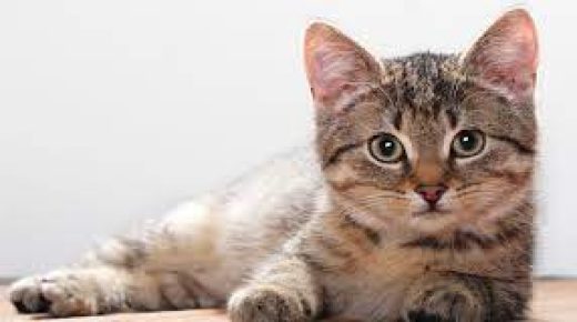 القطط في المنام للمتزوجة