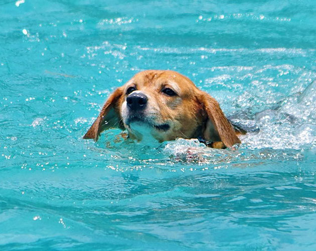 رؤية الكلاب في المنام لابن سيرين