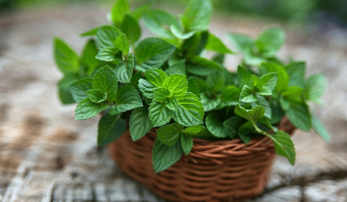 النعناع في المنام