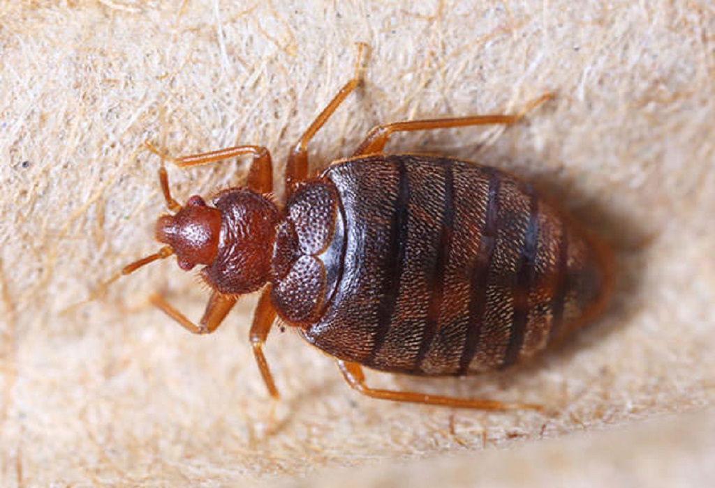 بق الخفافيش