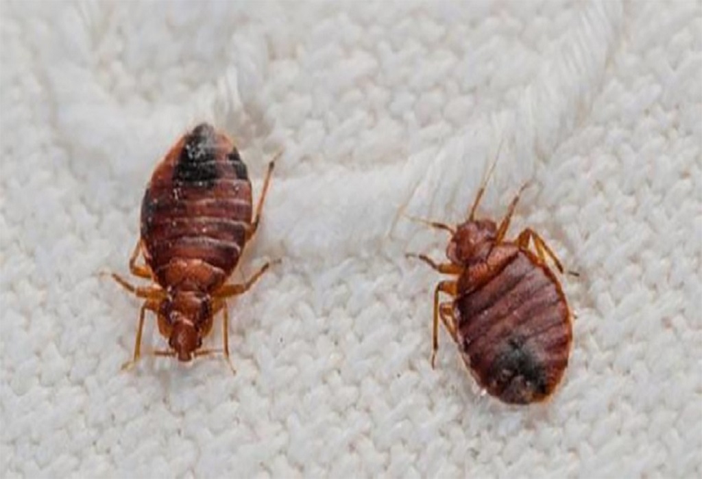 بق الفراش الاستوائية