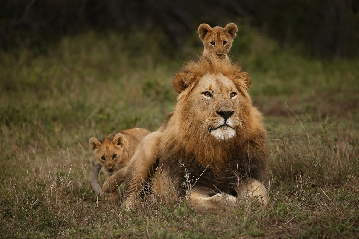 تفسير حلم أسد يجري خلفي