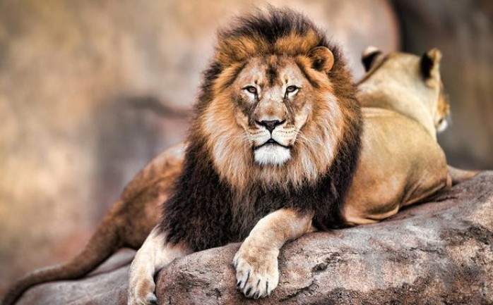 تفسير حلم الأسد