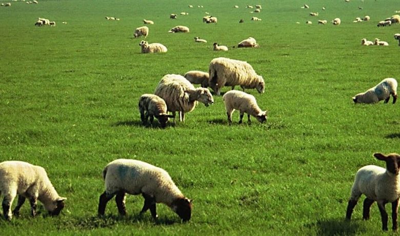 تفسير حلم الأغنام البيضاء