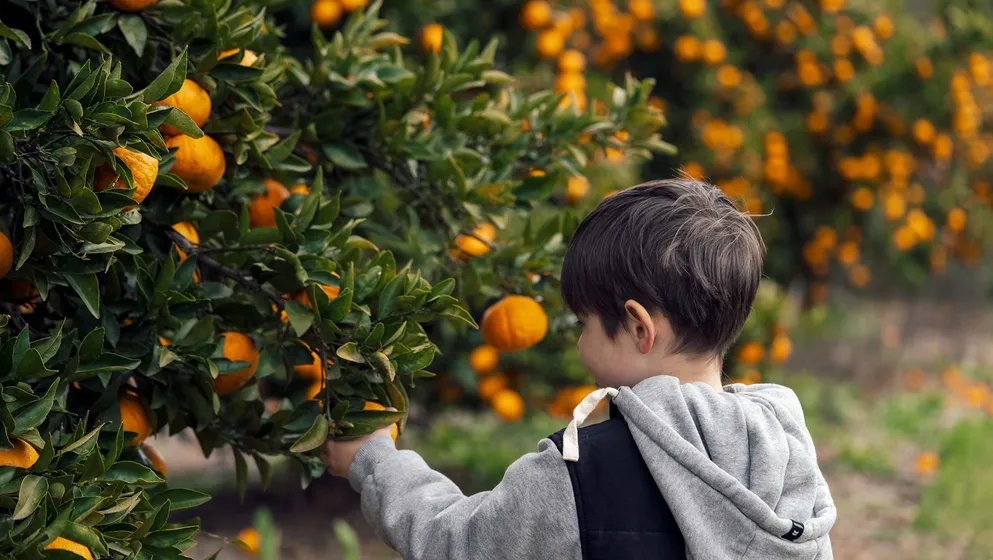تفسير حلم البرتقال وماهو تفسير قطف البرتقال في المنام؟