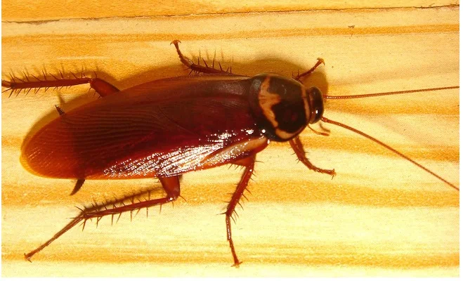 تفسير حلم الصراصير الصغيرة لابن سيرين