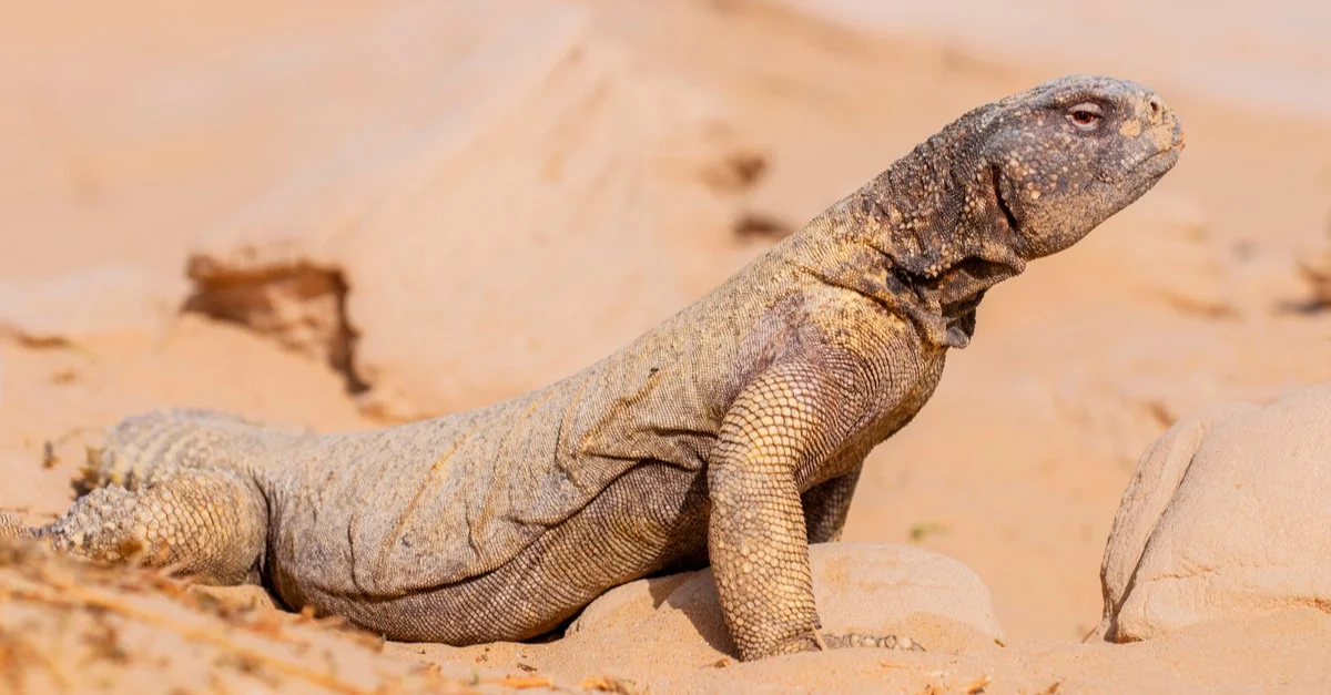 تفسير رؤيا الضب في المنام لابن سيرين