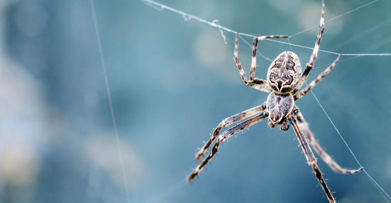 تعرف على تفسير حلم العنكبوت لابن سيرين
