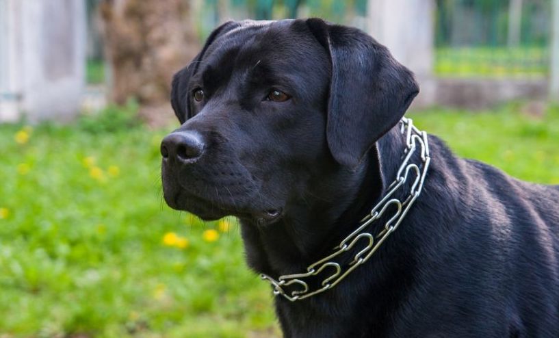 أهم 20 تفسير لحلم الكلاب السوداء لابن سيرين