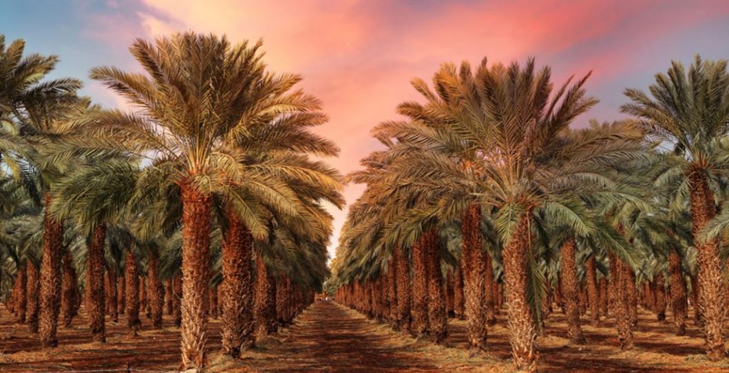 تفسير حلم النخلة لاين سيرين