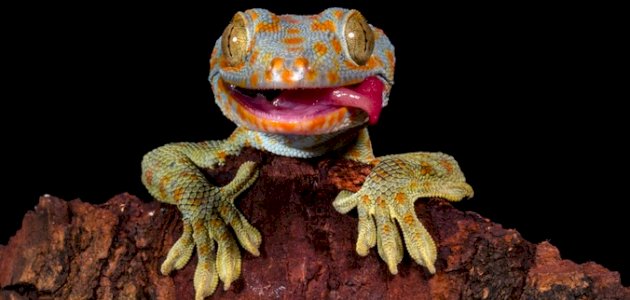 تفسير حلم الوزغه وما تفسير رؤية الوزغ في المنام وقتله؟