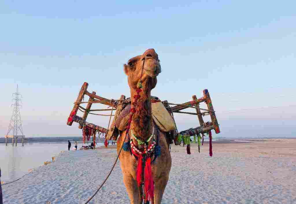 تفسير حلم جمل يلاحقني