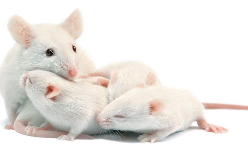 تفسير رؤية الفئران في المنام وتفسير حلم الفئران في غرفة النوم