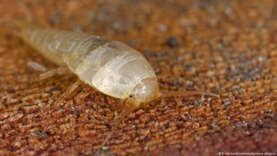 حشرات الفراش البيضاء