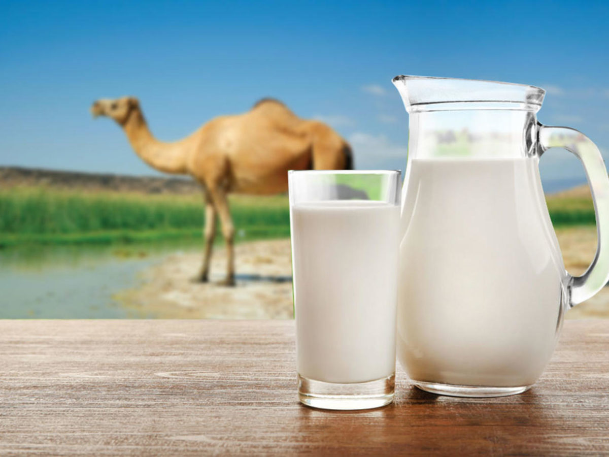 حليب النياق