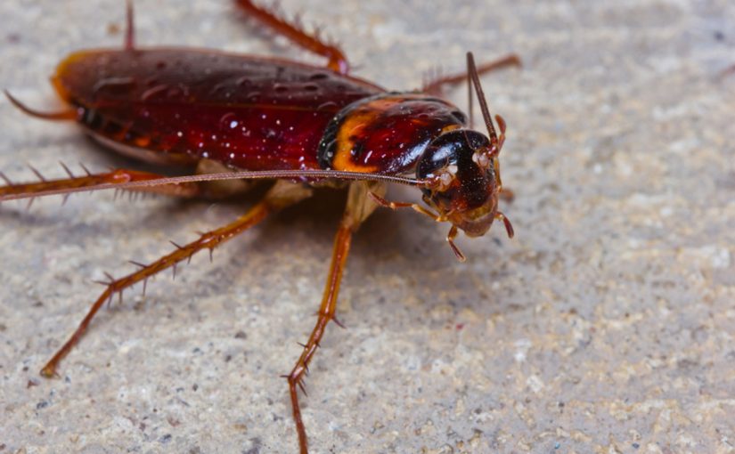  رؤيا الصراصير في المنام وما تفسير رؤية قتل الصراصير في المنام للعزباء؟