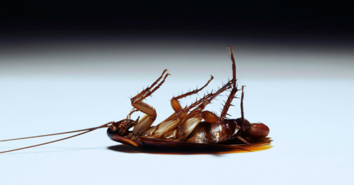 رؤية الصرصور في المنام وقتله