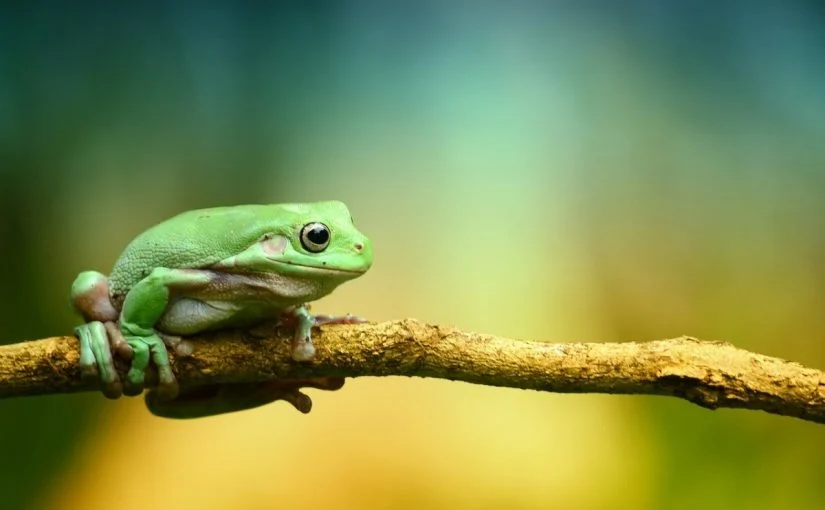 رؤية الضفادع في المنام