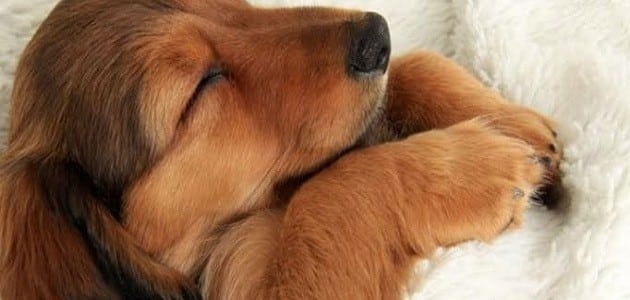 رؤية الكلاب في المنام للمتزوجة