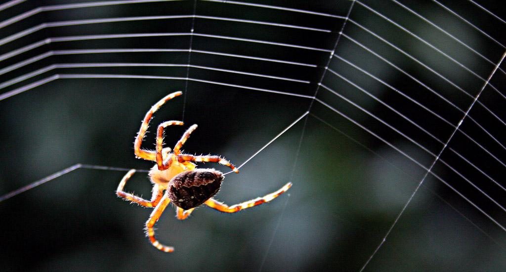 رؤية عنكبوت في المنام