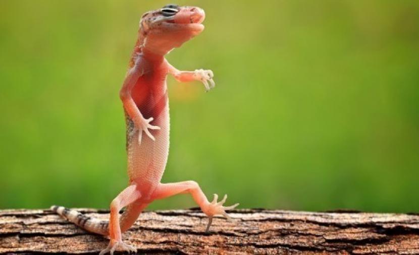 رؤية وزغ في المنام ورؤية الوزغ يعضني في المنام