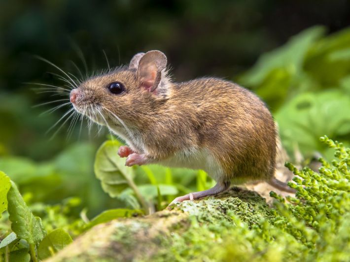 قتل الفأر في المنام