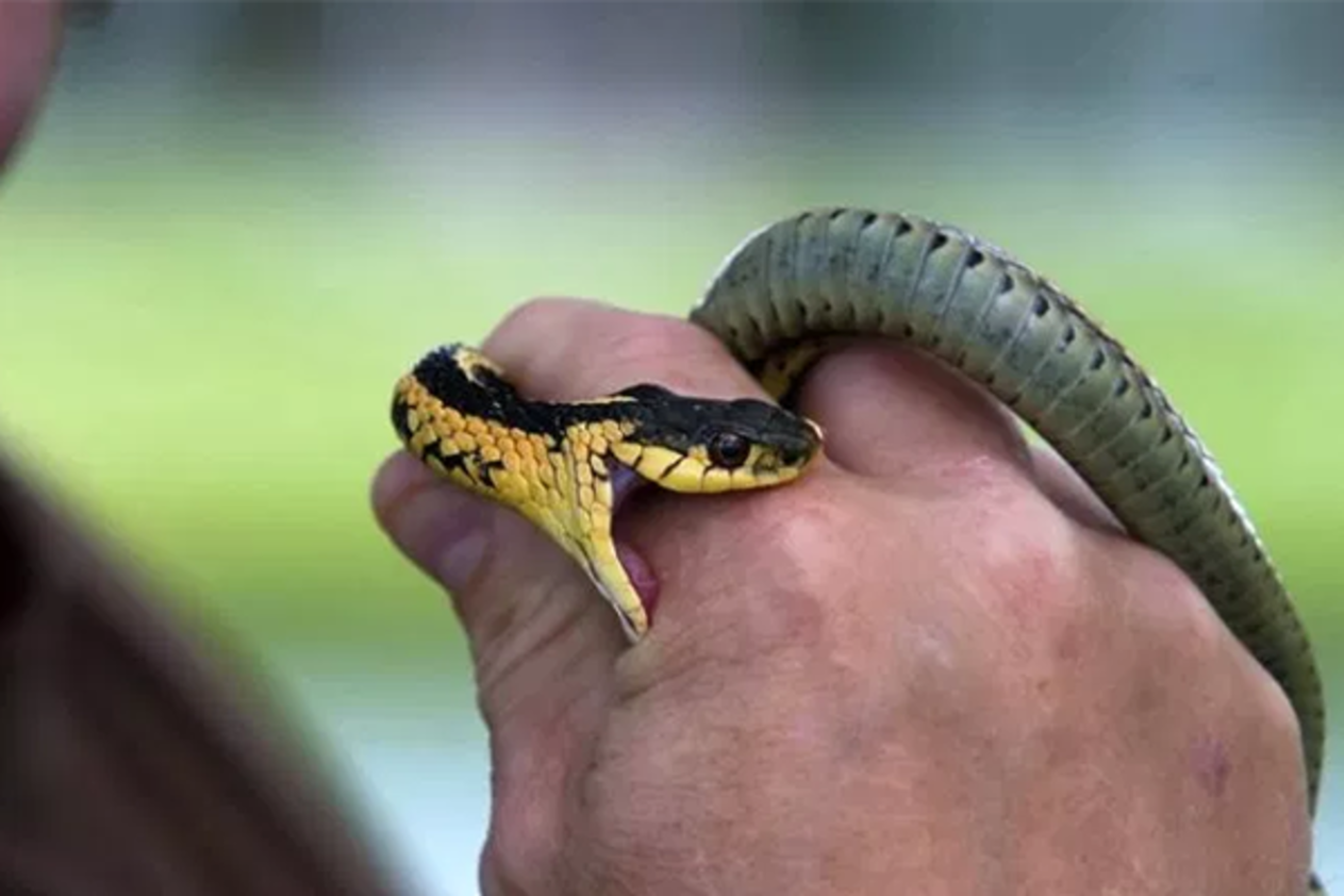 لدغة ثعبان في المنام