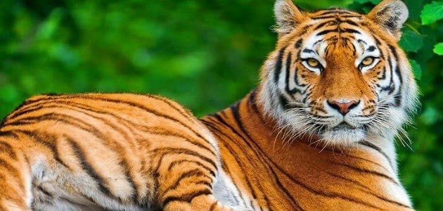 تفسير رؤية الخوف من النمر في المنام للعزباء