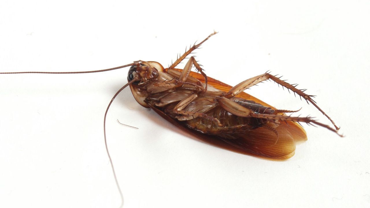 تفسيرات قتل الصرصور في المنام لابن سيرين