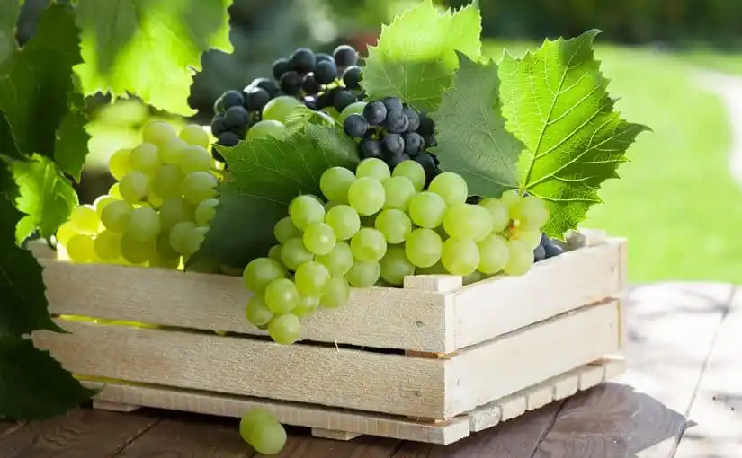  أكل العنب الأخضر في المنام