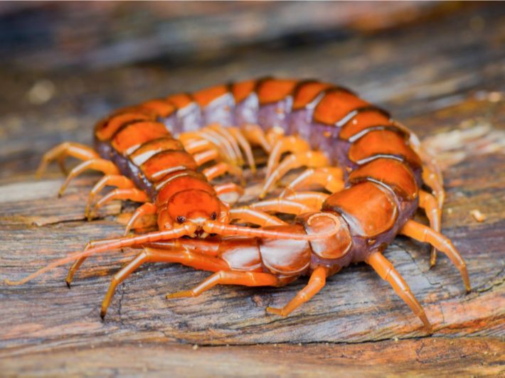 تفسير حلم أم أربعه وأربعين وما معنى قتل أم أربعه وأربعين في المنام؟