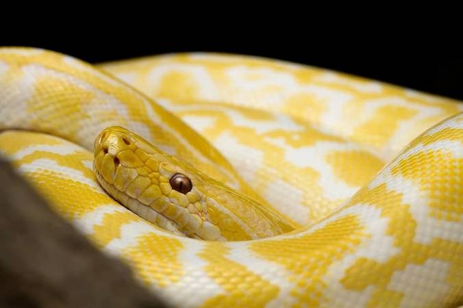 ما تفسير الثعبان الأصفر في المنام لابن سيرين؟