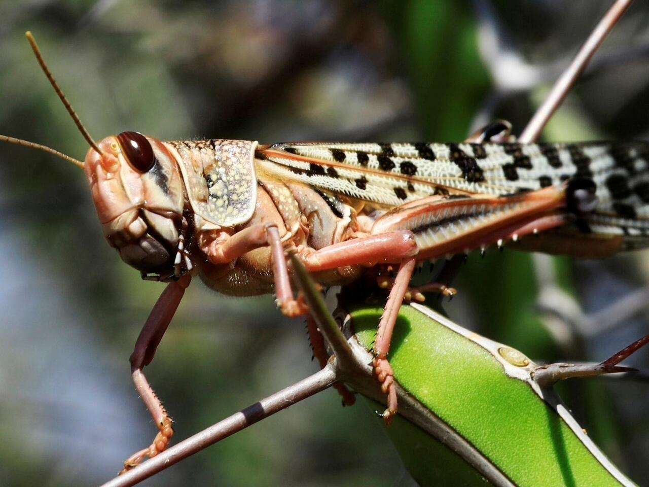 تفسير رؤية الجراد في المنام لابن سيرين