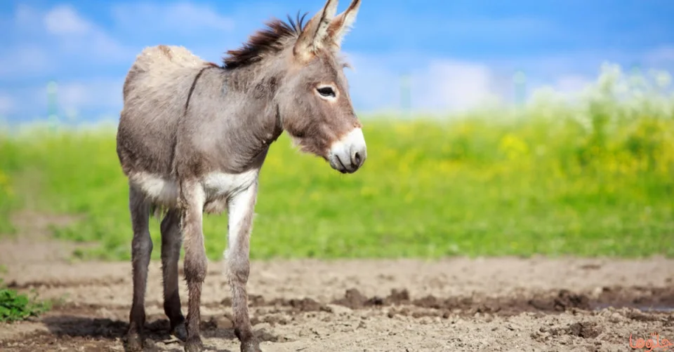 تفسير رؤية الحمار في الحلم لابن سيرين