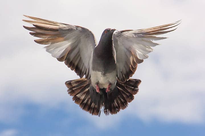 الحمامة في المنام