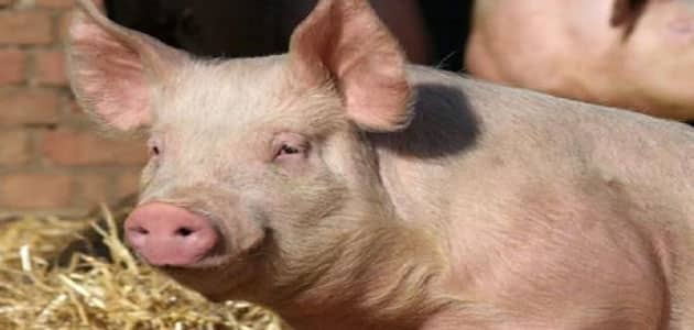 الخنزير في المنام