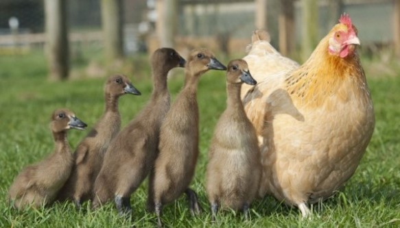 تفسير حلم البط لابن سيرين