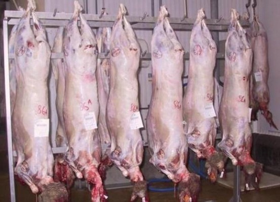  الذبيحة في المنام