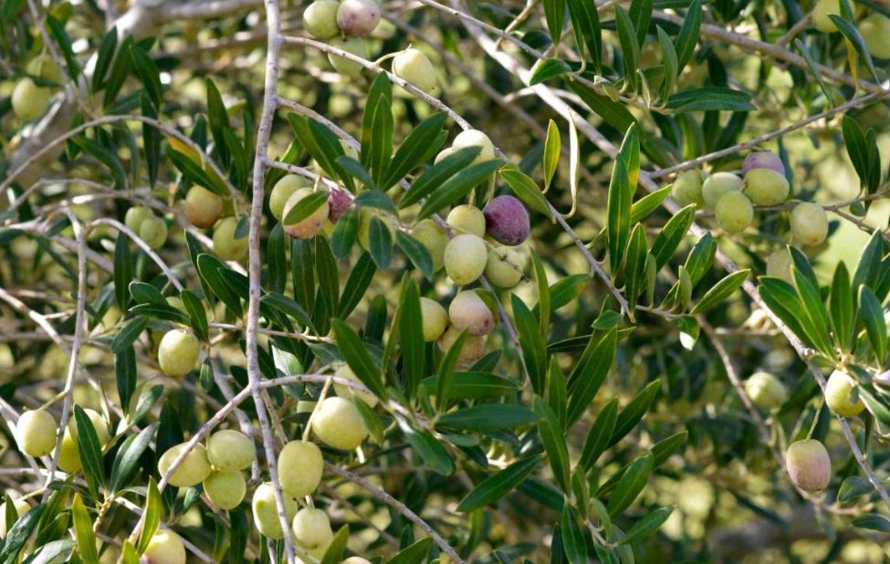 الزيتون في المنام