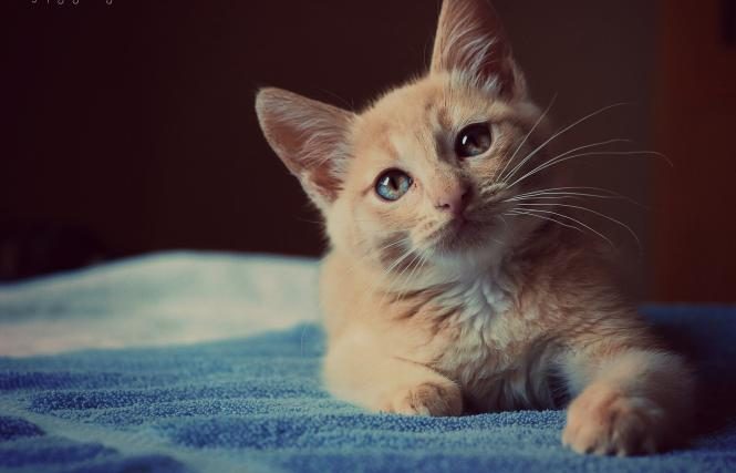 القطة في المنام