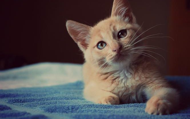 القطه في الحلم