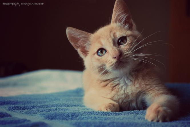 تفسير القطه في الحلم لابن سيرين