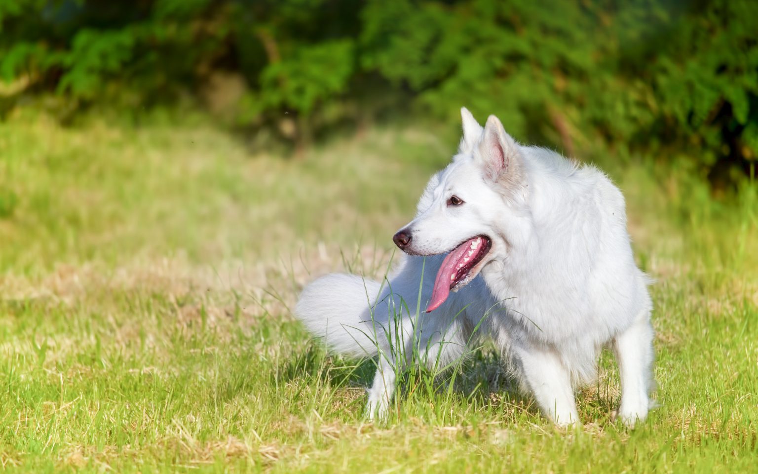 الكلب الأبيض في المنام