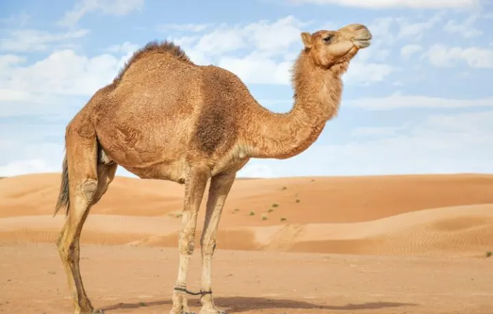الناقة في المنام وتفسير نحر الناقة في المنام