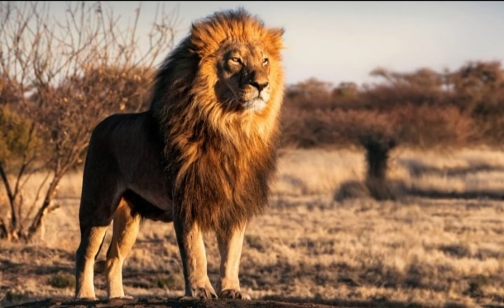 الهروب من الأسد في المنام