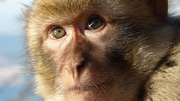 تفسير حلم تحول الإنسان إلى قرد